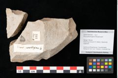 Foto (Detailansicht) von Cathaya sp. (NHMW-GEO-2024-0188-0343)